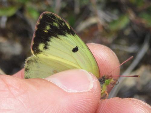 Colias alfacariensis
